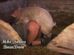 Animal sex with pig